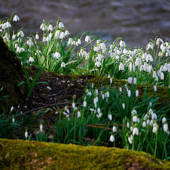 фото "Snowdrops"