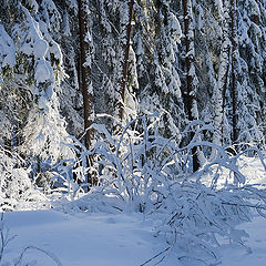 фото "В белом белом лесу"