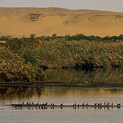 фото "On the NILE"