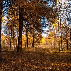 photo "Gold of autumn"