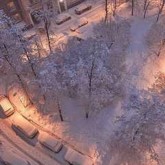 photo "winter story of my yard"