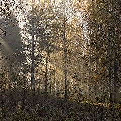 фото "Просыпающийся лес"