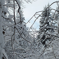 photo "Music of Winter"
