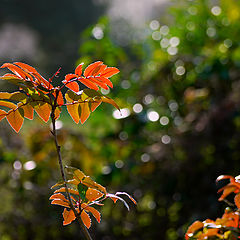 photo "February colours"