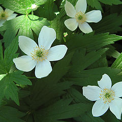 photo "Anemones"