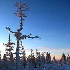 фото "Безмолвие"