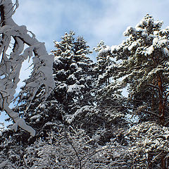 photo "Winter... Pines... Sky..."