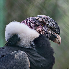 фото "condor"