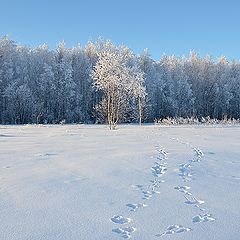 фото "Зайца не видали?"