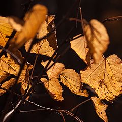 photo "Smell of autumn"