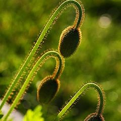 фото "Pre-Poppy"