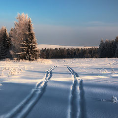 фото "Рисунки зимних следов"