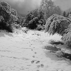 photo "Tracks"