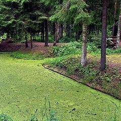 фото "Репино"