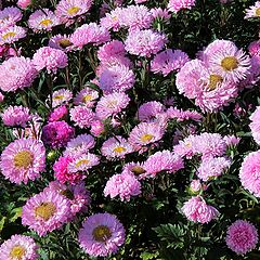 photo "asters"