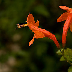 photo "***"