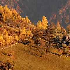 фото "Золото  Карпат-2"