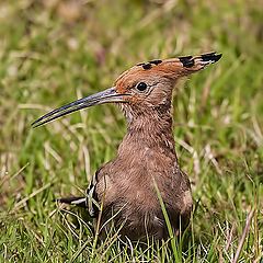 photo "Hoopoe"