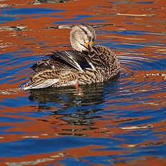 photo "Duck and Red Building"