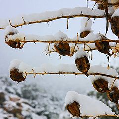 фото "Layer Of Snow"