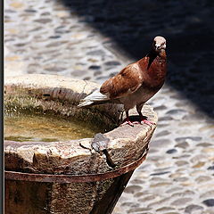 photo "In a midday sun"