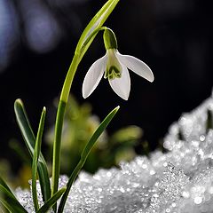 photo "snowdrop"