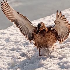 фото "Эх, снег-снежок..."