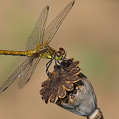 фото "Стрекоза (Dragonfly)"