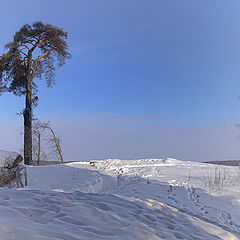 фото "Одинокая сосна"