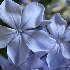 photo "Plumbago"