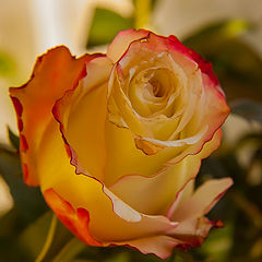 photo "rose gold"