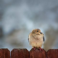 photo "***"
