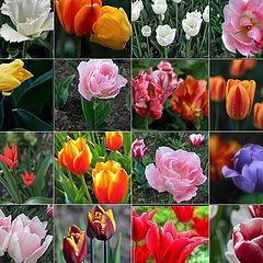 photo "all the flowers for the lovely ladies!"