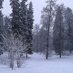 photo "snowstorm"