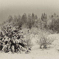 photo "Winter graphic"