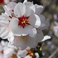 фото "Early Spring"