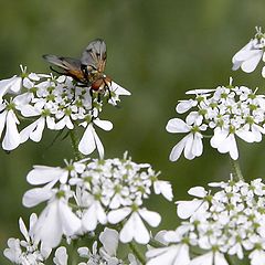 photo "spring"