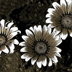 photo "Sepia Trio"