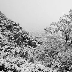 photo "Foggy Winter Scene"