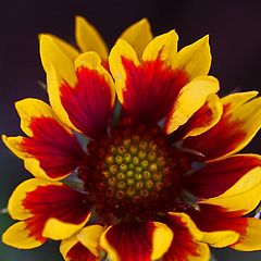 фото "Sunburst"