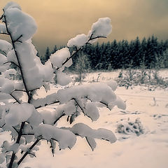 photo "Under the weight of snow"