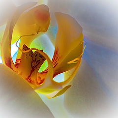 фото "Blushing Orchid"