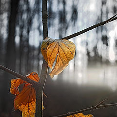 photo "Leaves ..."