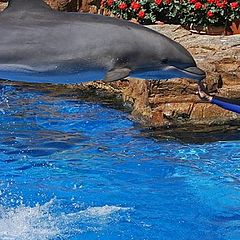 фото "Porpoise Planking"