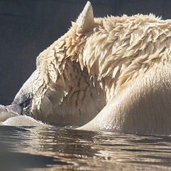 photo "Polar bear"