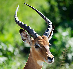 photo "Impala antelope"