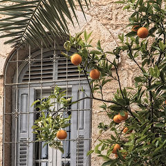 фото "Tangerine tree"