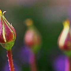 фото "Spring Buds"