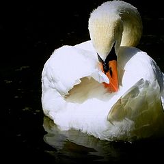 фото "Graceful creature on water surface"