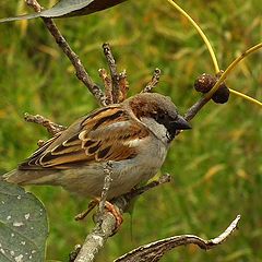 photo "Sparrow"